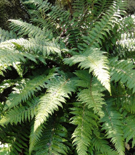 Polystichum setiferum
